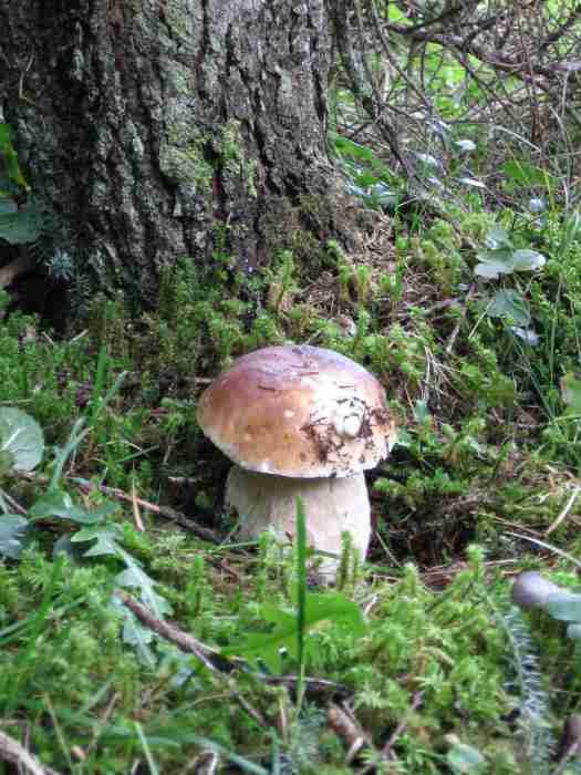  Image name: 237 Porcino.jpg 
 width: 525 pixel 
 height: 700 pixel 
 Size: 38723 bytes 
 Click to enlarge 